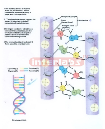 HANGING HUMAN DNA CHANGING AND DEMONSTRATING MODEL